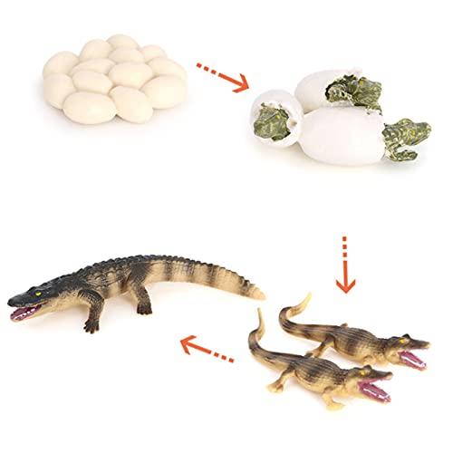 Hvogvok Crocodile Growth Cycle, Animal Growth Cycle Biological Model Toy Growth Stage Lifelike Crocodile Life Cycle Model Set for Kids Education Insect Themed Party Favors