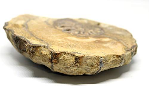 Fossils, Meteorites, & More Ammonite Acanthoceras Split Polished Fossil Texas 96 MYO w/Label #16245 43o