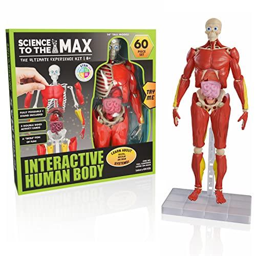Be Amazing! Toys Be Amazing! Toys Interactive Human Body - 60 Piece Fully Poseable Anatomy Figure 14 Tall Model - Anatomy Kit Removable Muscles, Organs,Bones STEM Toy Ages 8+