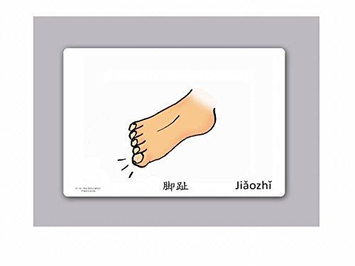 Yo-Yee Flashcards Yo-Yee Flashcards - Body Parts Flashcards in Chinese - Traditional & Simplified Characters - Vocabulary Picture Cards for Toddlers, Kids, Children and Adults