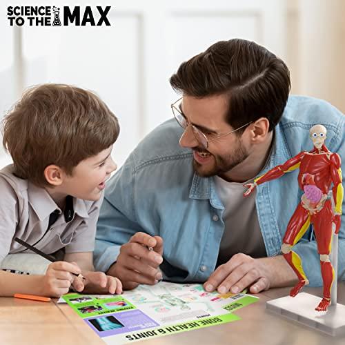 Be Amazing! Toys Be Amazing! Toys Interactive Human Body - 60 Piece Fully Poseable Anatomy Figure 14 Tall Model - Anatomy Kit Removable Muscles, Organs,Bones STEM Toy Ages 8+
