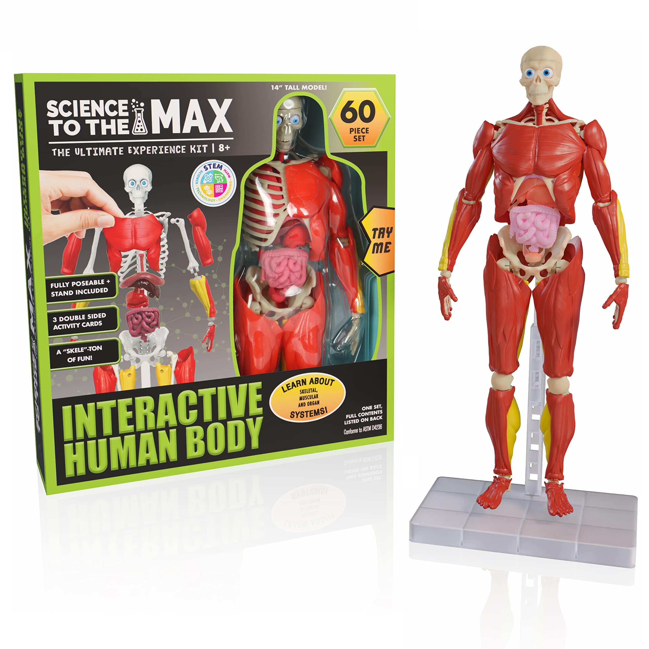 Be Amazing! Toys Be Amazing! Toys Interactive Human Body - 60 Piece Fully Poseable Anatomy Figure 14 Tall Model - Anatomy Kit Removable Muscles, Organs,Bones STEM Toy Ages 8+