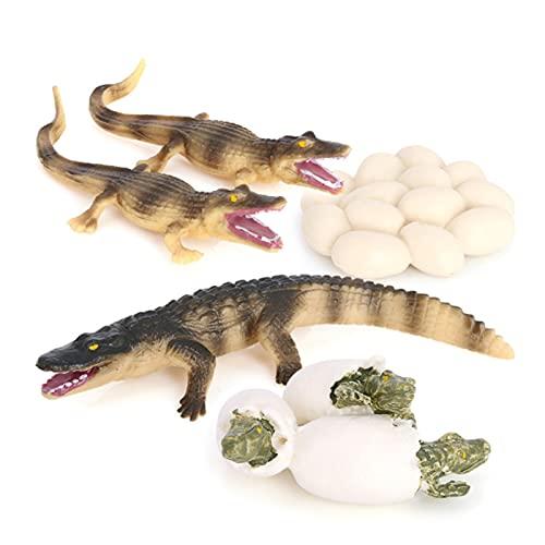 Hvogvok Crocodile Growth Cycle, Animal Growth Cycle Biological Model Toy Growth Stage Lifelike Crocodile Life Cycle Model Set for Kids Education Insect Themed Party Favors