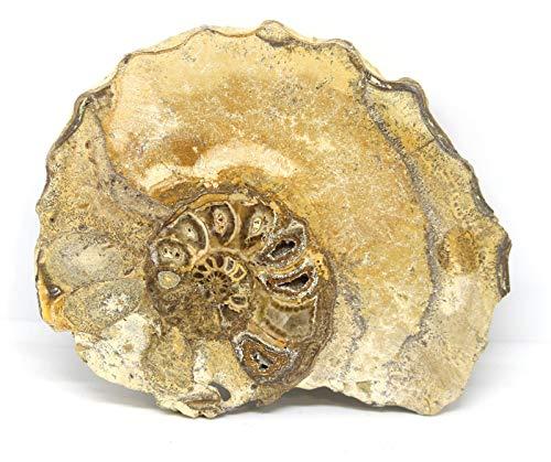 Fossils, Meteorites, & More Ammonite Acanthoceras Split Polished Fossil Texas 96 MYO w/Label #16245 43o