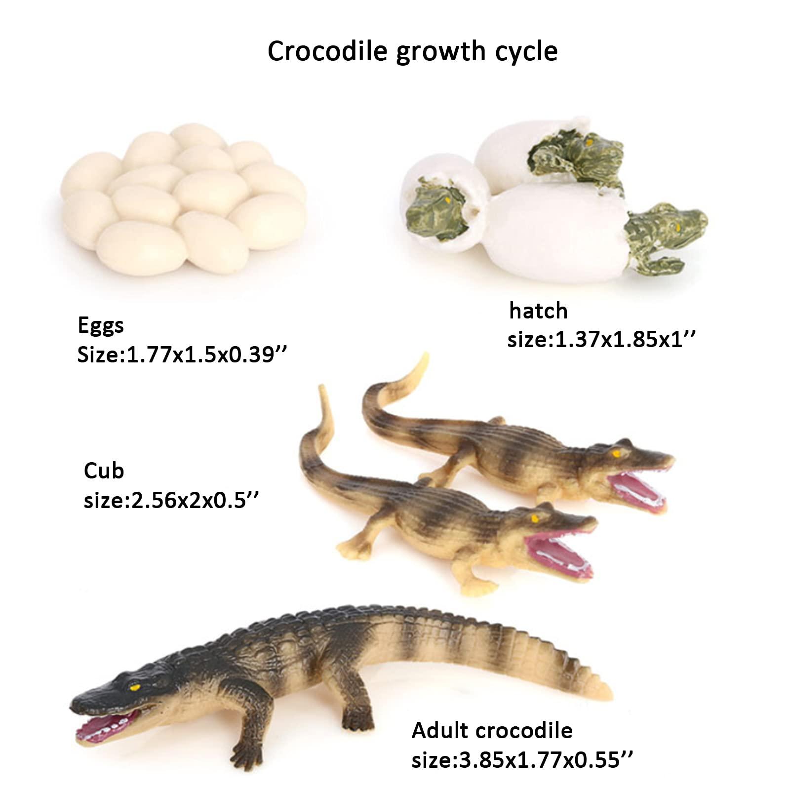 Hvogvok Crocodile Growth Cycle, Animal Growth Cycle Biological Model Toy Growth Stage Lifelike Crocodile Life Cycle Model Set for Kids Education Insect Themed Party Favors