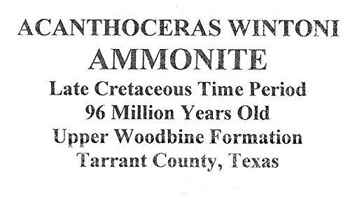 Fossils, Meteorites, & More Ammonite Acanthoceras Split Polished Fossil Texas 96 MYO w/Label #16245 43o