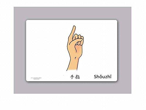 Yo-Yee Flashcards Yo-Yee Flashcards - Body Parts Flashcards in Chinese - Traditional & Simplified Characters - Vocabulary Picture Cards for Toddlers, Kids, Children and Adults
