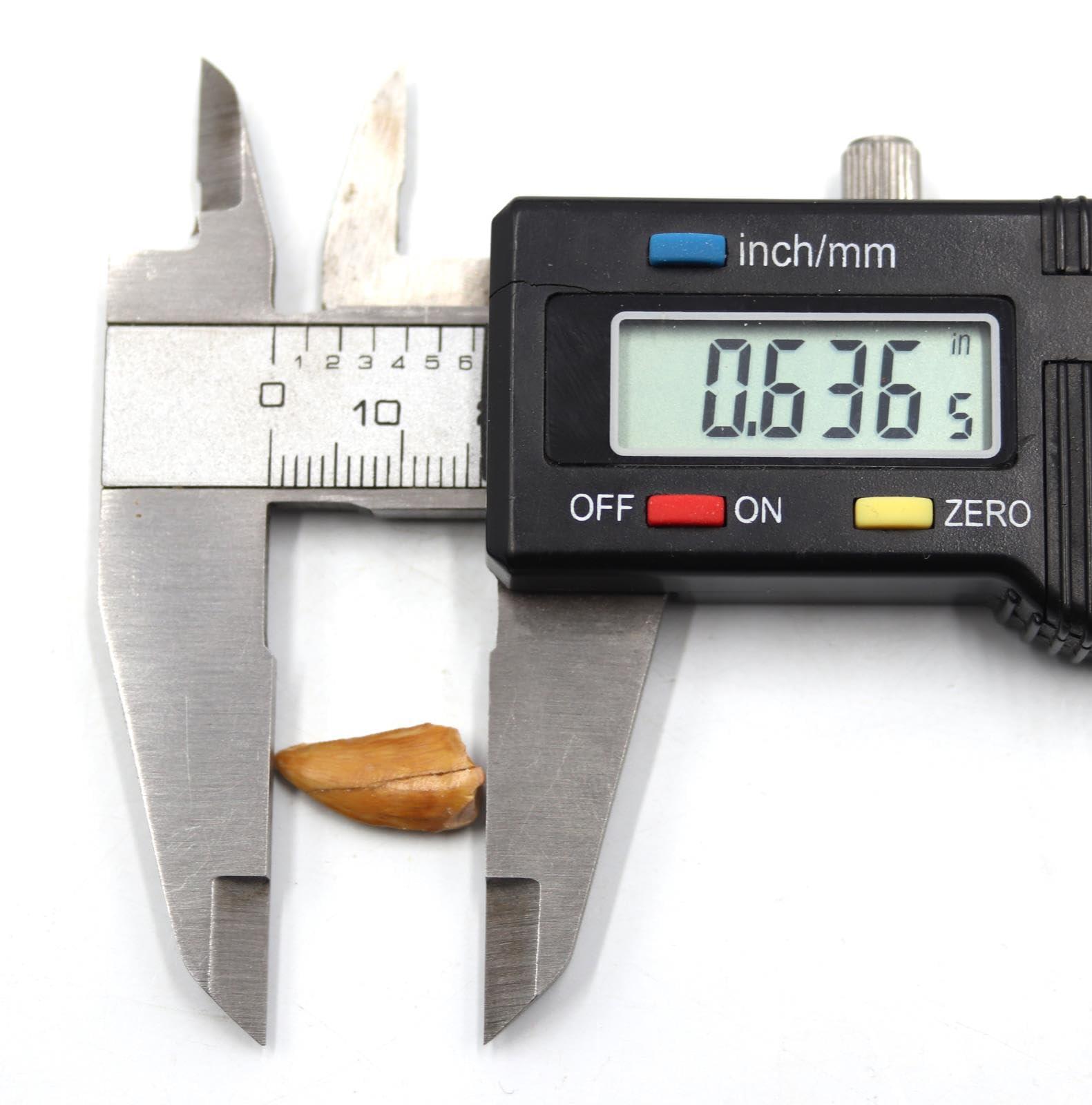 Fossils, Meteorites, & More Dromeosaur Raptor Dinosaur Tooth Fossil .636 inch 18144