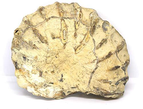 Fossils, Meteorites, & More Ammonite Acanthoceras Split Polished Fossil Texas 96 MYO w/Label #16245 43o