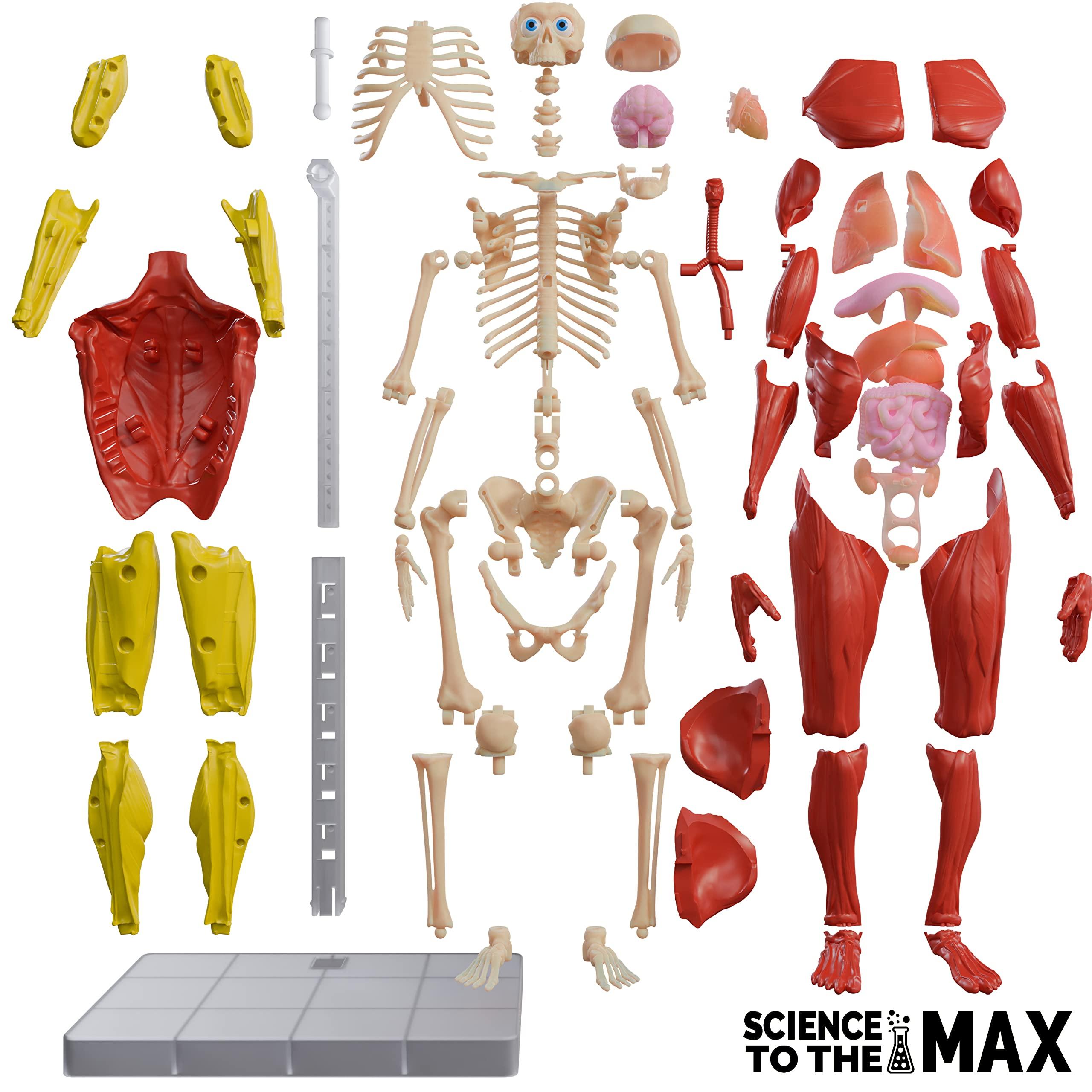 Be Amazing! Toys Be Amazing! Toys Interactive Human Body - 60 Piece Fully Poseable Anatomy Figure 14 Tall Model - Anatomy Kit Removable Muscles, Organs,Bones STEM Toy Ages 8+