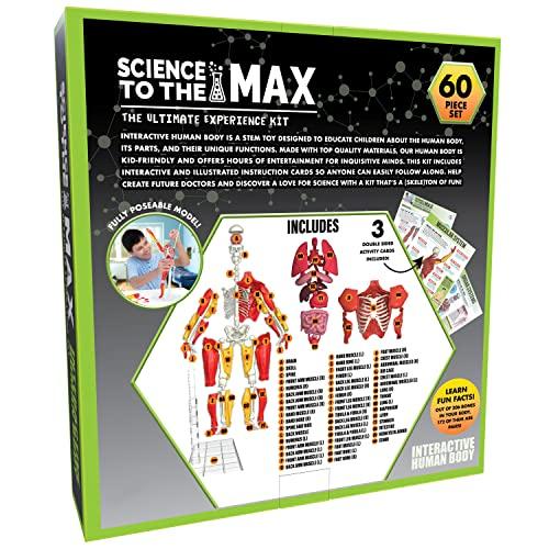 Be Amazing! Toys Be Amazing! Toys Interactive Human Body - 60 Piece Fully Poseable Anatomy Figure 14 Tall Model - Anatomy Kit Removable Muscles, Organs,Bones STEM Toy Ages 8+