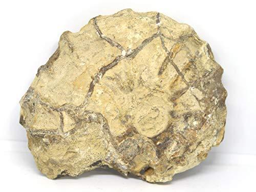 Fossils, Meteorites, & More Ammonite Acanthoceras Split Polished Fossil Texas 96 MYO w/Label #16245 43o