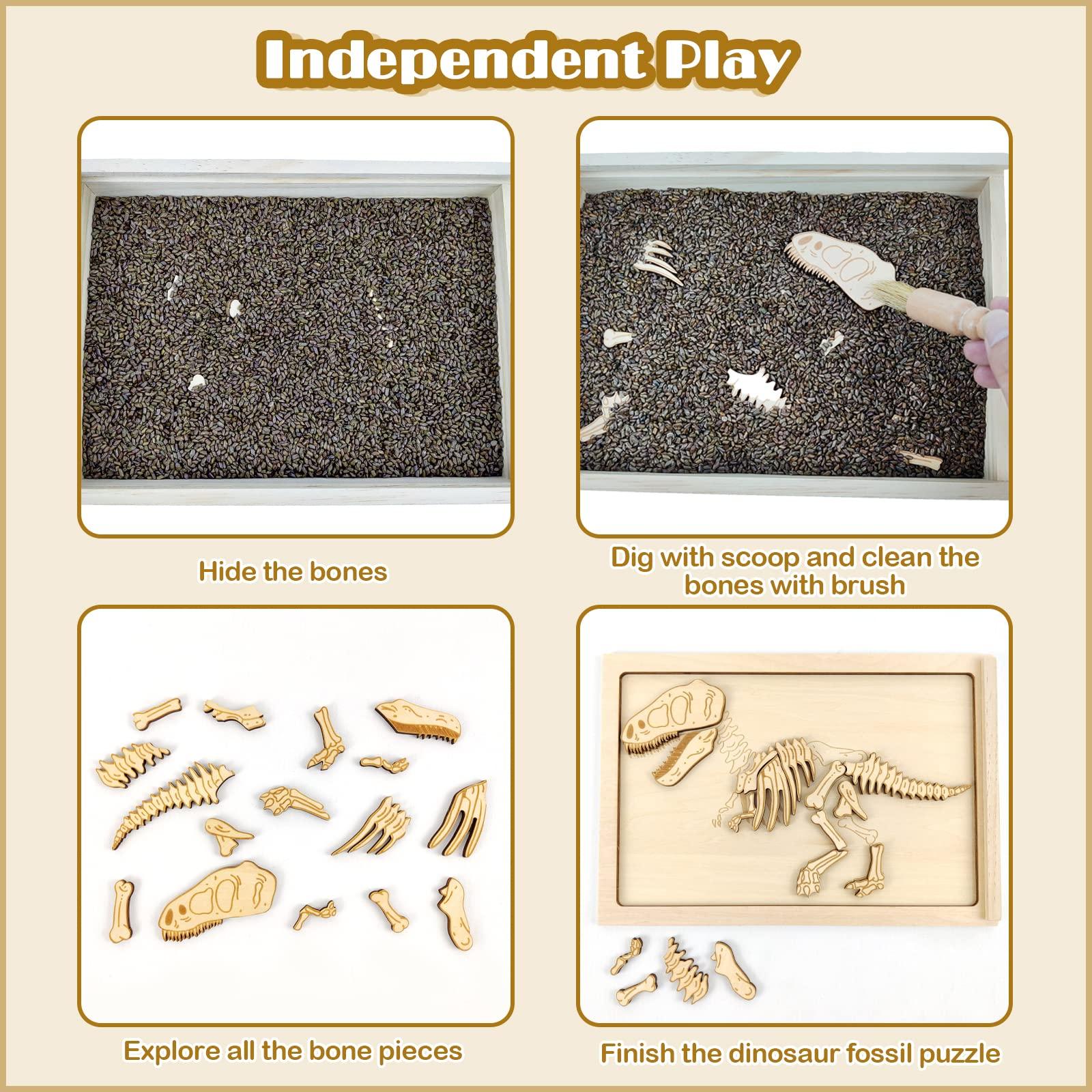 Xylolin Xylolin Dinosaur Excavation Archaeology Dig Kit for Kids, Fossil Explore Sensory Bin Toys, Dino Skeletons Bones Puzzle Game, Archaeology Science STEM Toys for Boys and Girls (Tyrannosaurus)