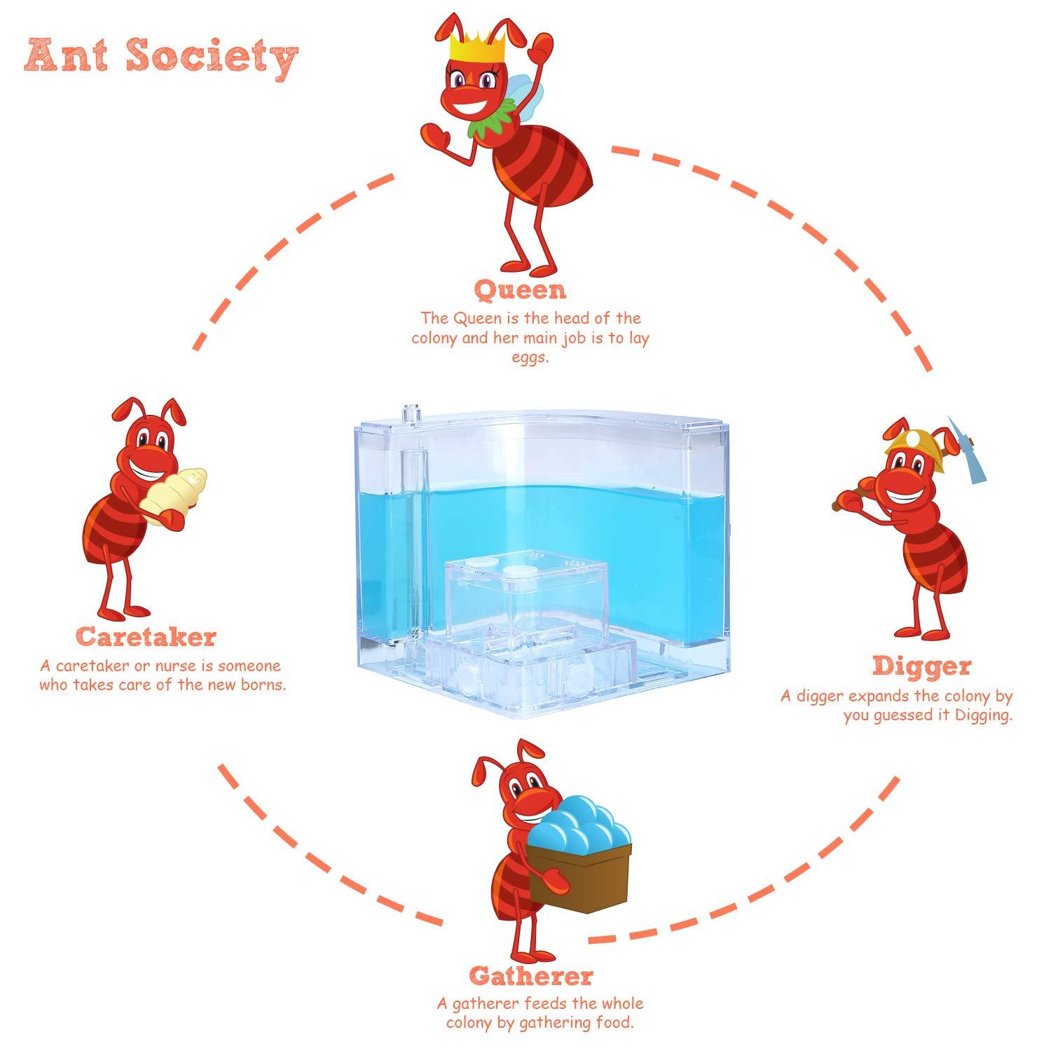 NAVADEAL NAVADEAL Ant Farm Castle Experiment and Toy Allows Study of Social Structure, Architecture, Ecosystem, and The Behavior of Ants Within The 3D Maze of Translucent Gel