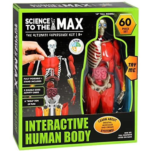 Be Amazing! Toys Be Amazing! Toys Interactive Human Body - 60 Piece Fully Poseable Anatomy Figure 14 Tall Model - Anatomy Kit Removable Muscles, Organs,Bones STEM Toy Ages 8+
