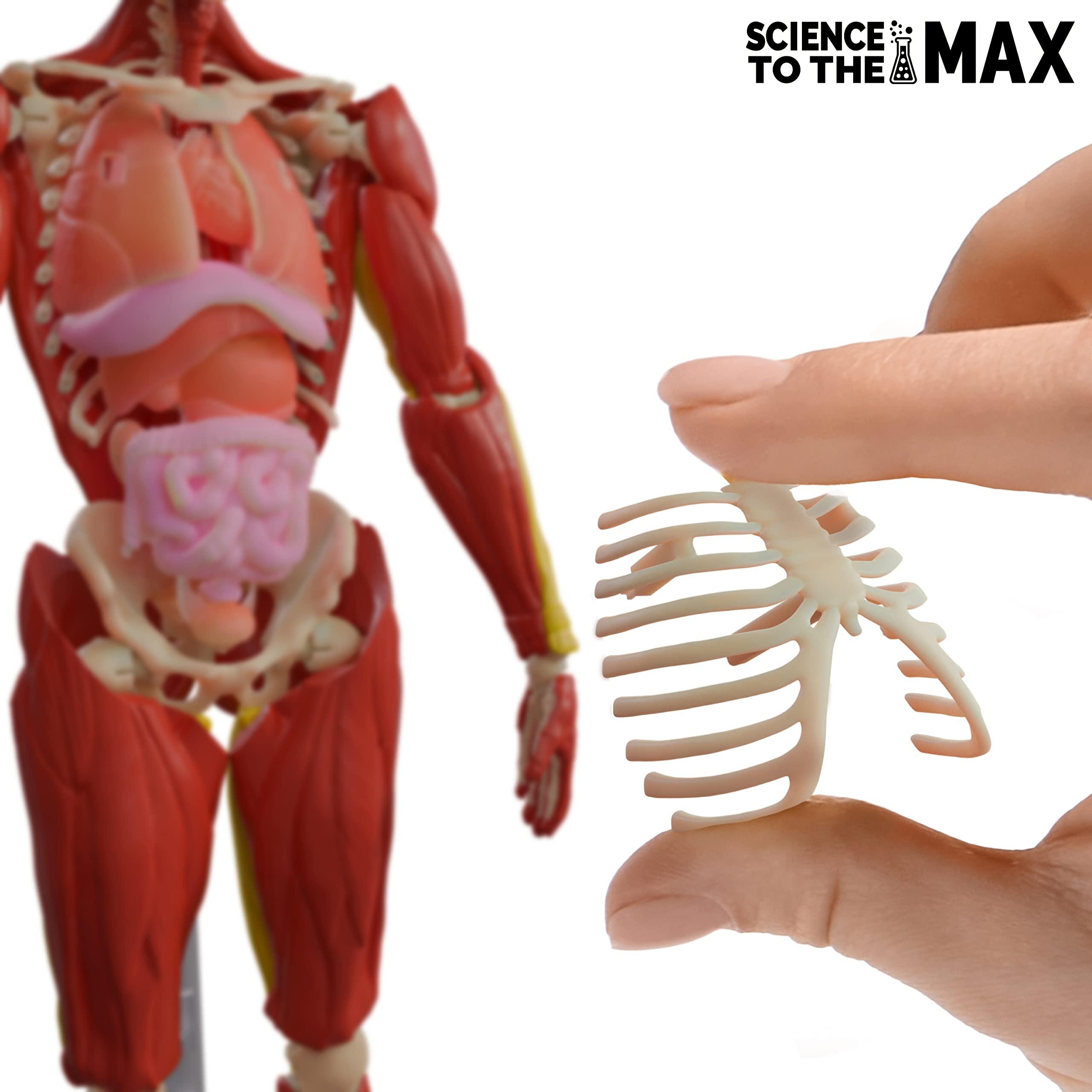 Be Amazing! Toys Be Amazing! Toys Interactive Human Body - 60 Piece Fully Poseable Anatomy Figure 14 Tall Model - Anatomy Kit Removable Muscles, Organs,Bones STEM Toy Ages 8+
