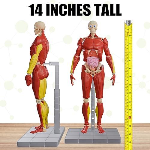 Be Amazing! Toys Be Amazing! Toys Interactive Human Body - 60 Piece Fully Poseable Anatomy Figure 14 Tall Model - Anatomy Kit Removable Muscles, Organs,Bones STEM Toy Ages 8+