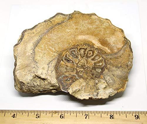Fossils, Meteorites, & More Ammonite Acanthoceras Split Polished Fossil Texas 96 MYO w/Label #16245 43o