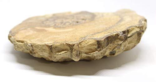 Fossils, Meteorites, & More Ammonite Acanthoceras Split Polished Fossil Texas 96 MYO w/Label #16245 43o