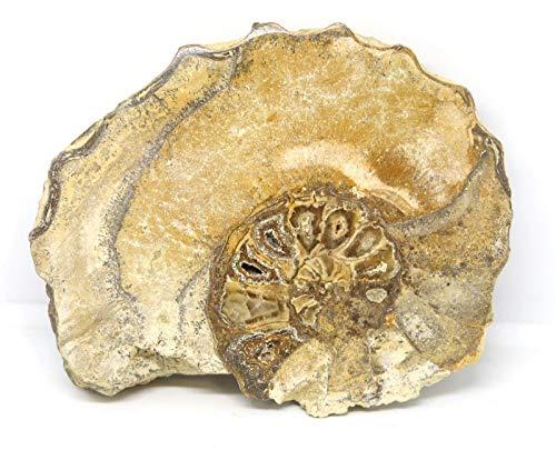 Fossils, Meteorites, & More Ammonite Acanthoceras Split Polished Fossil Texas 96 MYO w/Label #16245 43o