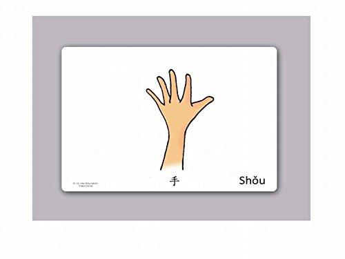 Yo-Yee Flashcards Yo-Yee Flashcards - Body Parts Flashcards in Chinese - Traditional & Simplified Characters - Vocabulary Picture Cards for Toddlers, Kids, Children and Adults