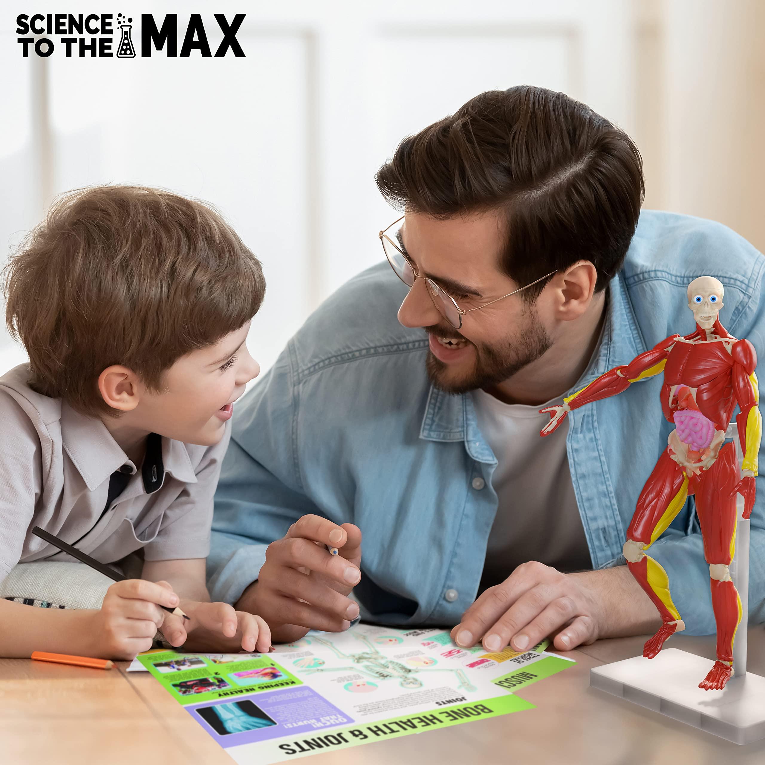 Be Amazing! Toys Be Amazing! Toys Interactive Human Body - 60 Piece Fully Poseable Anatomy Figure 14 Tall Model - Anatomy Kit Removable Muscles, Organs,Bones STEM Toy Ages 8+