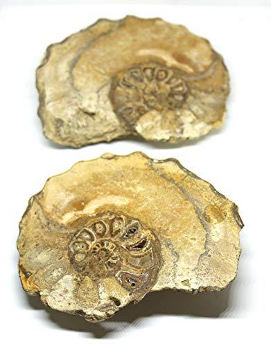 Fossils, Meteorites, & More Ammonite Acanthoceras Split Polished Fossil Texas 96 MYO w/Label #16245 43o