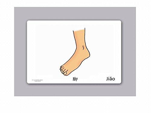 Yo-Yee Flashcards Yo-Yee Flashcards - Body Parts Flashcards in Chinese - Traditional & Simplified Characters - Vocabulary Picture Cards for Toddlers, Kids, Children and Adults